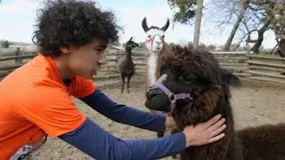 We NEED To Get A Llama!? | Playing Llama Games | Gaming Show [In My Parents Garage]