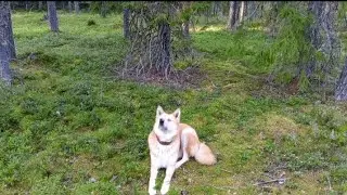 РЕБЯТА ОТ НАС НЕ УХОДЯТ, ПРИШЛОСЬ ВЫВЕСТИ АЙЗУ ПОГУЛЯТЬ В ЛЕС.