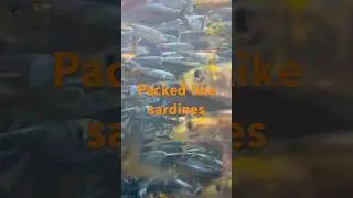 Sardines - why do they school?