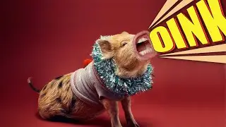 Funny talking pigs video | Oink