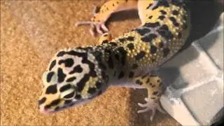 Godzilla UPDATE video!
