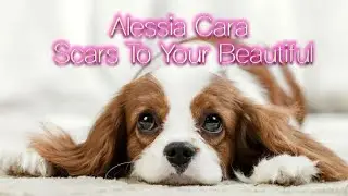 Alessia Cara - Scars To Your Beautiful (Legendado/Tradução Pt-br) Dogs Compilation