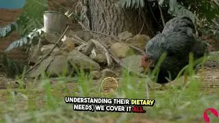 Welcome to Grow Chicken: Your Guide to Raising Happy, Healthy Flocks!