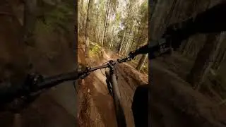 Berminator - Swinley Forest - #mtb #dji #mountainbike #forest #woods #trails #cycling #bike