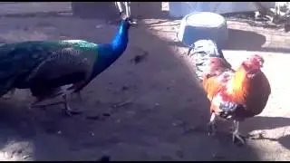 павлин VS петух