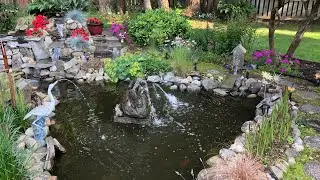 Rescuing BUTTERFLY KOI