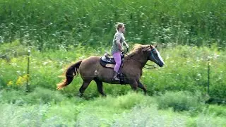 Road Trippin', Honey Horse