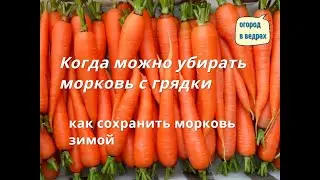 Когда нужно убирать морковь с грядки.
