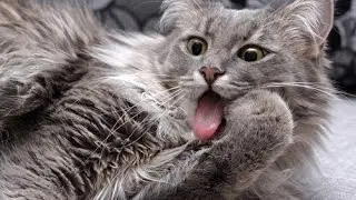 Кошка странно облизывает лапу !!!!