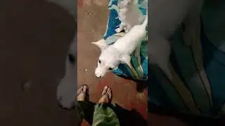 2 months old puppies