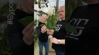 Грунт для рассады семян, грунт для черенкования растений  