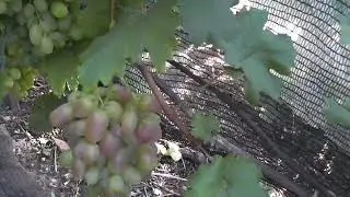 Сорт винограда "Аюдаг" - сезон 2022 # Grape variety "Ayudag" - season 2022