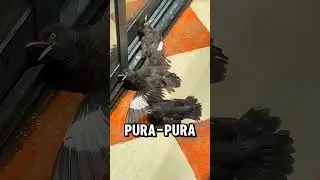 burung bukan sembarang burung🤯