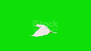 White eagle flying slow motion animation on green screen. The 