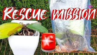 Phalaenopsis Stem Rot Treatment Attempt | Phalaenopsis Terminal Spike Rescue Attempt #ninjaorchids