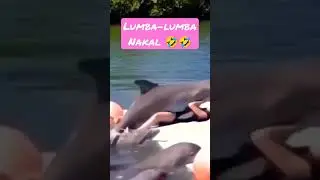 Ikan Lumba-lumba Nakal, Membuat Wanita Ini Takberdaya