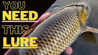 How I catch BIG Chub on Lures