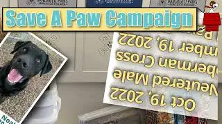 Client Video - Bandaged Paws Fundraiser
