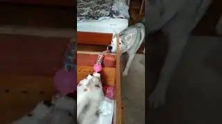 Весело с мамочкой играть