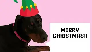 MERRY CHRISTMAS!!!!! 🎄🎁   - It’sTheDobermanLife ❤️