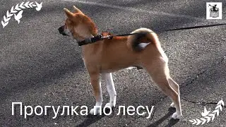 Сиба-Ину | Прогулка с Тимофеем | Рай для гусей