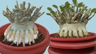 Adenium Bonsai Root Training  ( updated )
