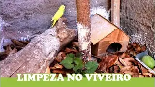 Limpeza no viveiro de aves exóticas | VIDA CAIPIRA