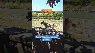 Хоста.Чихуахуа 🐕 гуляет вдоль речки.