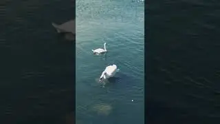 Лебеди на Балтийском побережье🦢 #балтийскоеморе #калининград #balticsea #лебедь #kaliningradregion
