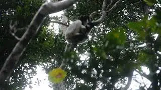 Indri Lemur Call in Andasibe National Park
