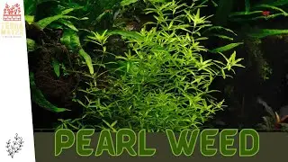 Introduction to PEARL WEED: Aquatic Plant Care Guide & Tips! (Hemianthus micranthemoides)