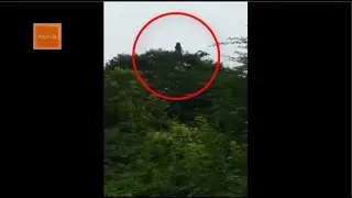 LA LlORONA ( A CHORONA)  APARECE EM TOPO DE ARVORE E ESPANTA INTERNAUTAS!!!