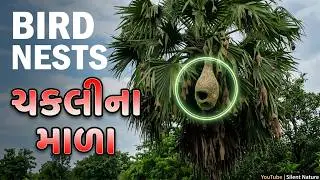 Birds & Nests 4K 🌳🐦 | Relaxing Nature Moments & Bird Sounds for Meditation | #sparrowconservation