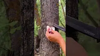 ✅An easy natural fire starter. #camping #survival #bushcraft #fire