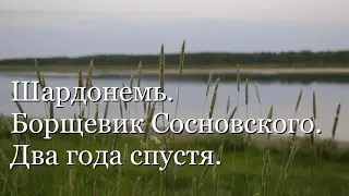 Шардонемь. Борщевик Сосновского. Два года спустя.