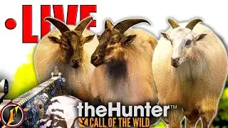 Tahrsday Afternoon Tahr Shoostin' 🐐 | LIVE