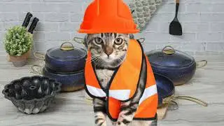 Конкуренты наступают на пятки! 🙀 ➤ Кошка Чечня БлоХер