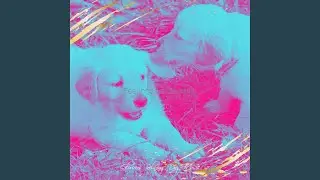 Remarkable Training Your Dog