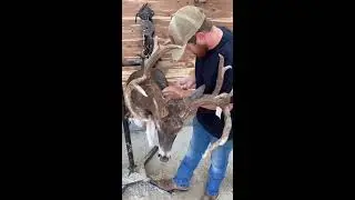 Giant whitetail taxidermy Timelapse