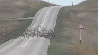 Миграционное беспокойство стаи скворцов