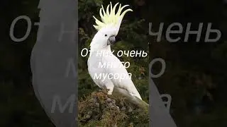 Минусы крупных попугаев