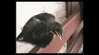 Галченка, довели до истерики!