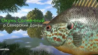 Русская Рыбалка 4 ► Окунь Солнечный - р.Северский Донец