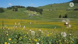 1 Hour Soothing Sounds Of Scenic Flowers Field