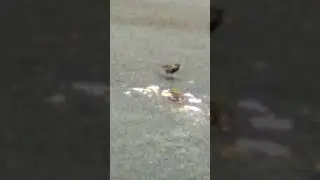 HOUSE SPARROWS CRACKERS