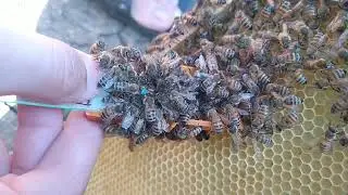 нюансы при подсадке маток