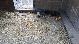 Вьетнамские поросята 2 месяца/ Что едят вьетнамские свиньи