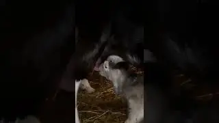 Мама!❤ // Приколы в деревне//Тик Ток 