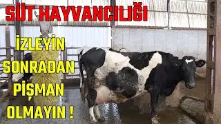 DAIRY FARMING, WATCH DON'T SINK 
