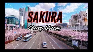 Cherry blossom in Busan ( South Korea) / Sakura  / 벚꽃